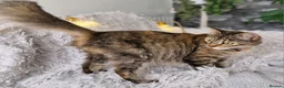 Mixed Breed cats for sale: Kittens - Advert 3