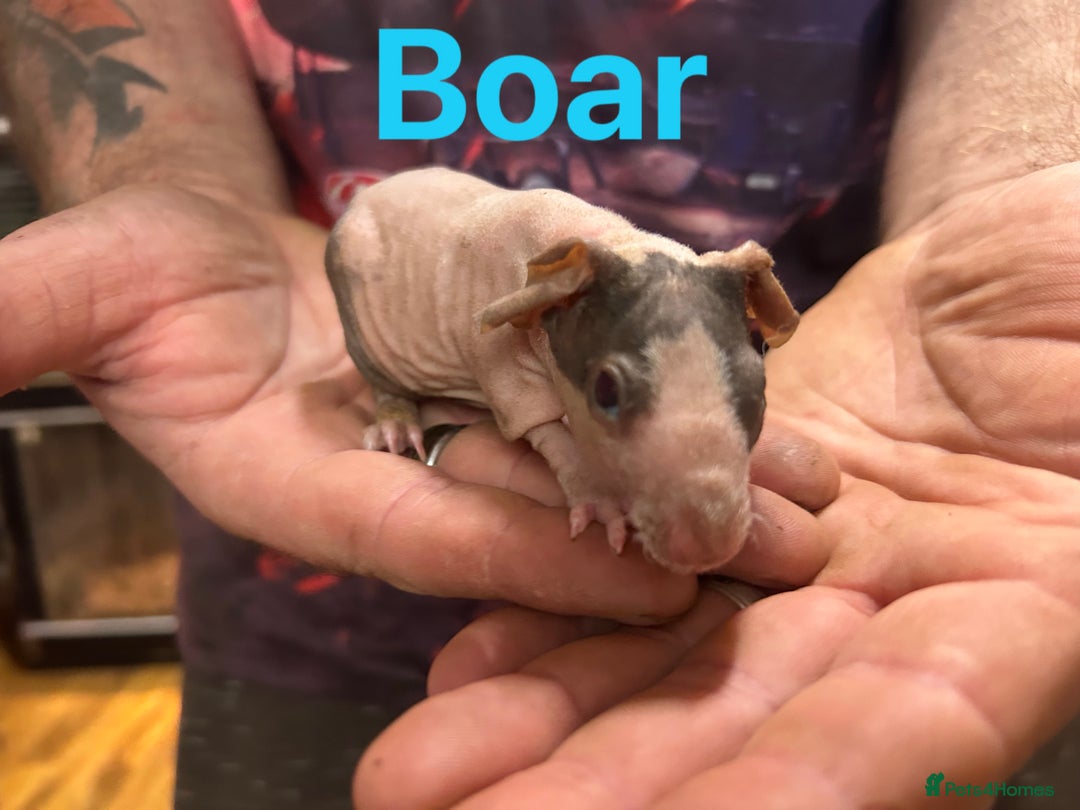 Guinea Pig rodents for sale: Skinny Pig/Werewolf Boars RESERVE in Doncaster - Image 5