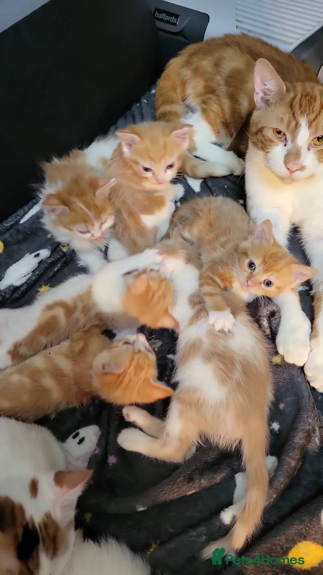 Mixed Breed cats for sale: Kittens for sale - Advert 4