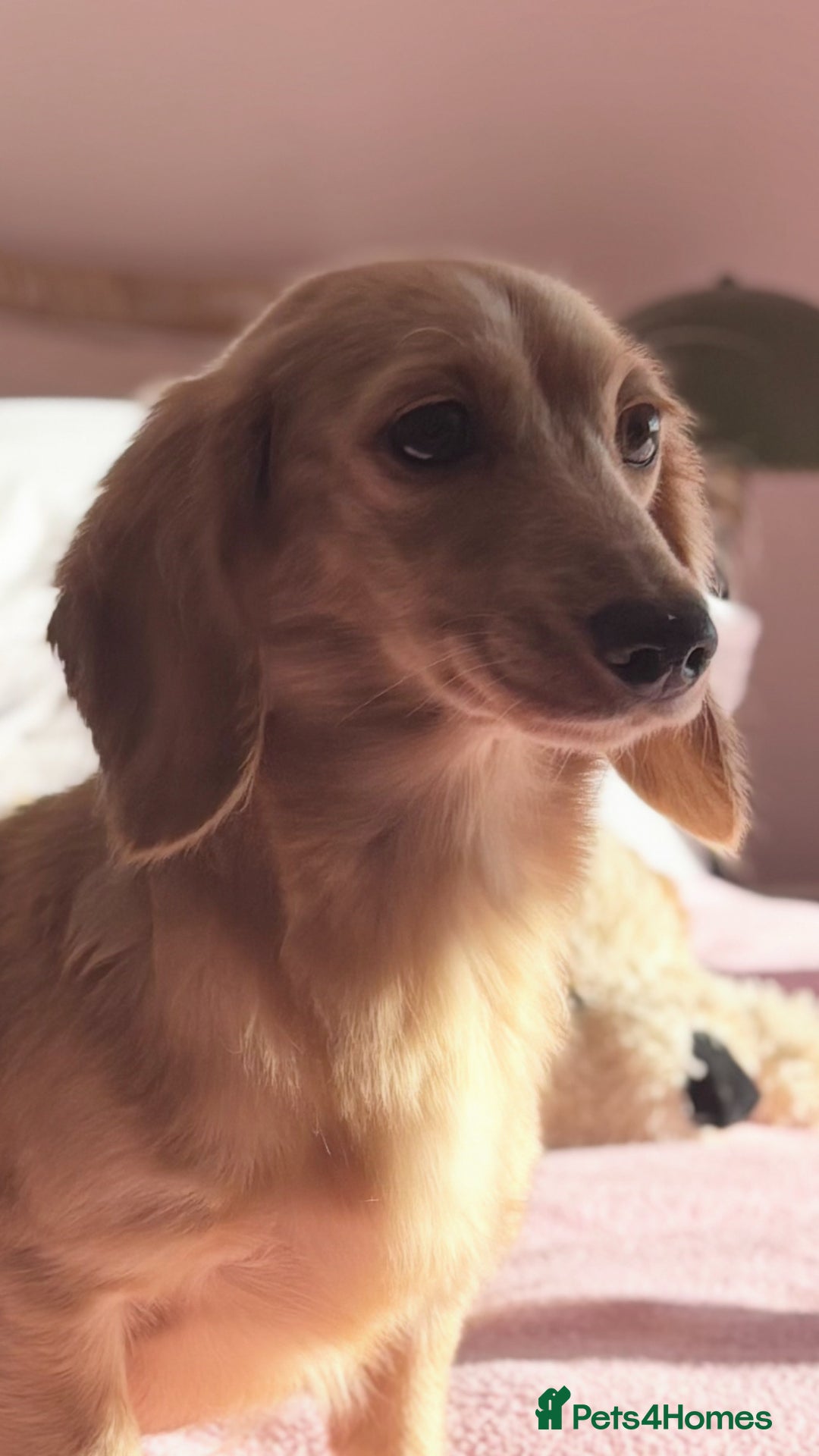 Miniature Dachshund dogs for sale: KC 🐶 Miniature Long Haired Cream Dachshund 🐶  - Advert 3