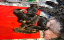 Cockapoo dogs for sale: STUNNING F2 COCKAPOO PUPPIES LOOKING FOR THEIR 🏡 - Image 3