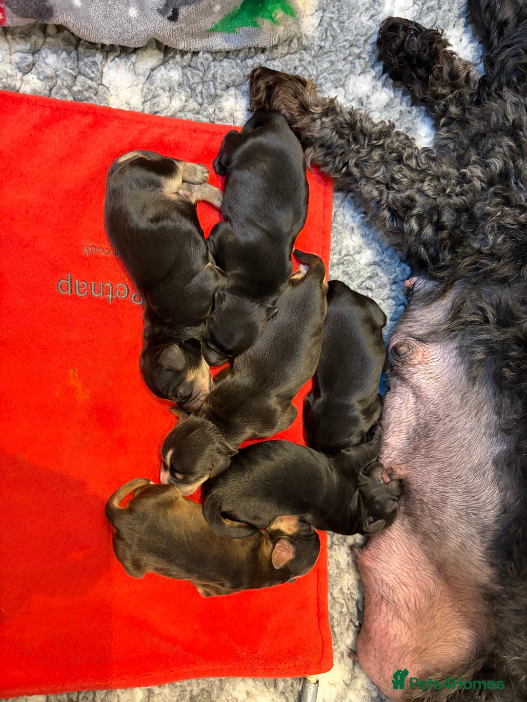 Cockapoo dogs for sale: STUNNING F2 COCKAPOO PUPPIES LOOKING FOR THEIR 🏡 - Image 3