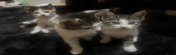 Mixed Breed cats for sale: kittens for sale  - Advert 6