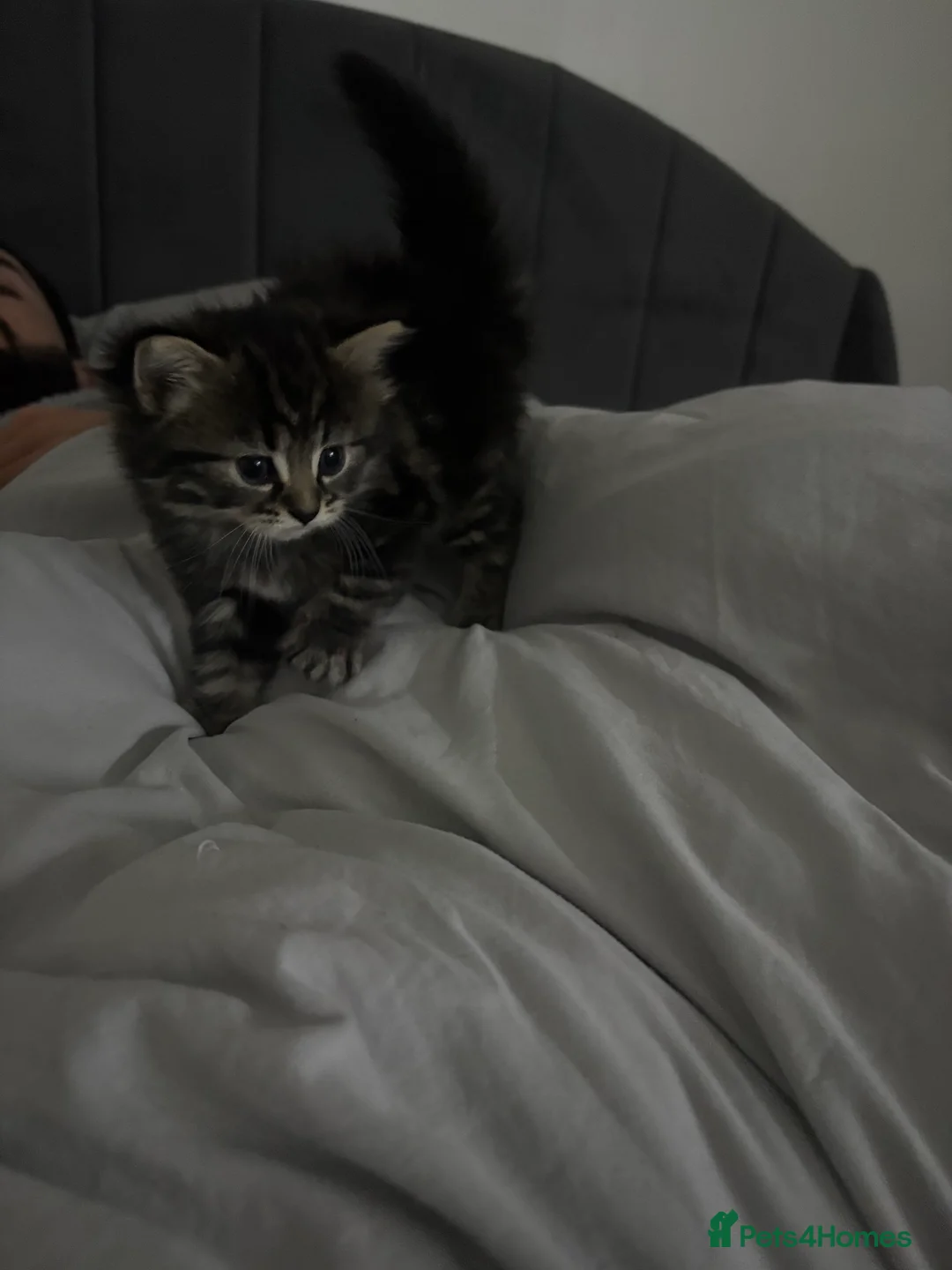 Scottish Fold cats for sale: 🐱💗💝 Ready to go on the 14th of February 💝 💗🐱 - Advert 22