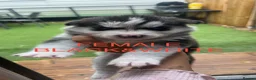 Siberian Husky dogs for sale: PURE SIBERIAN HUSKY PUPS - Advert 13