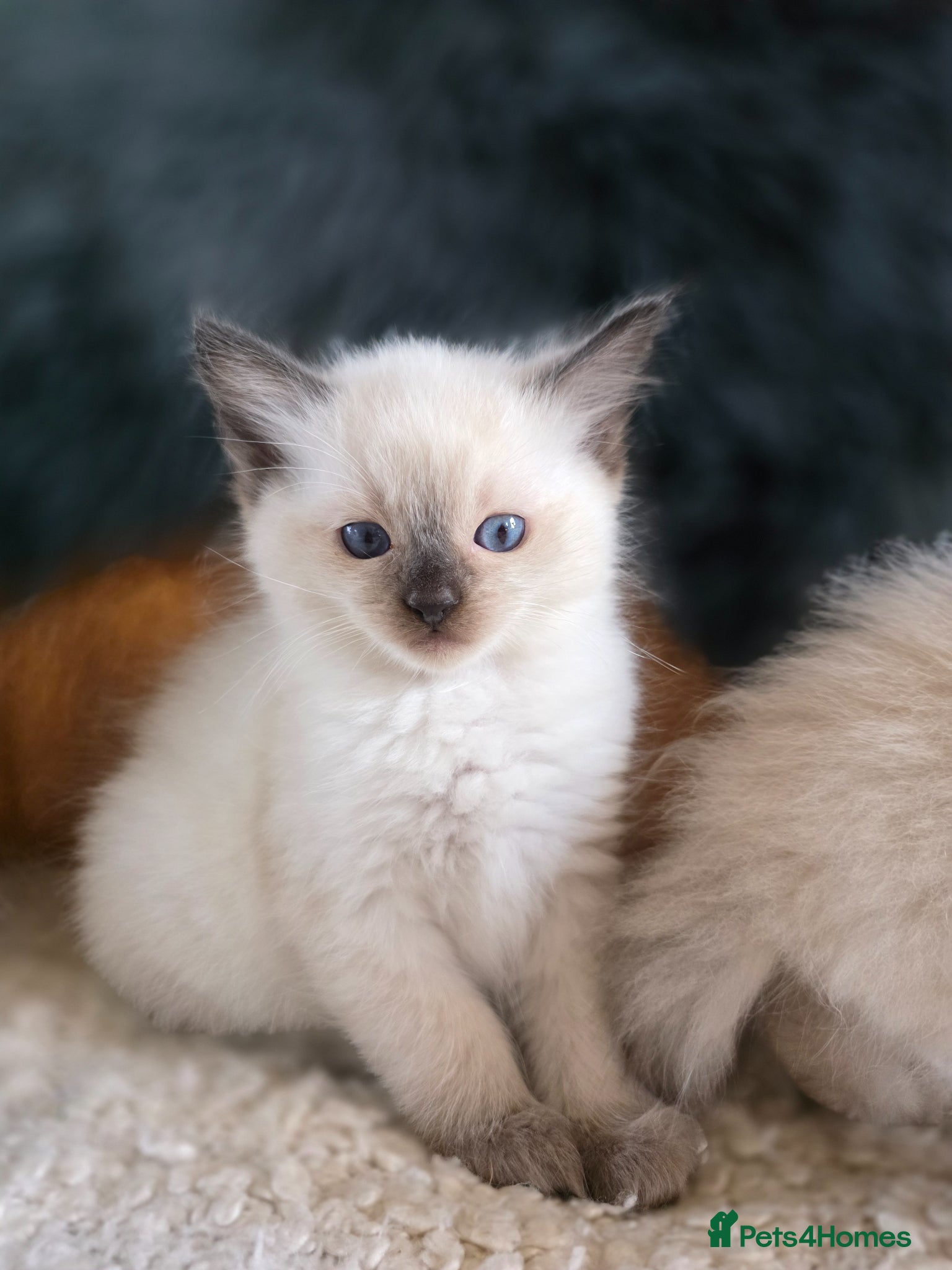 Ragdoll cats Beautiful Quality Ragdoll Kittens - Advert 2