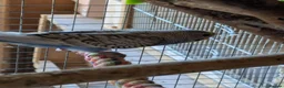 Budgerigars birds for sale: Budgies - Advert 2