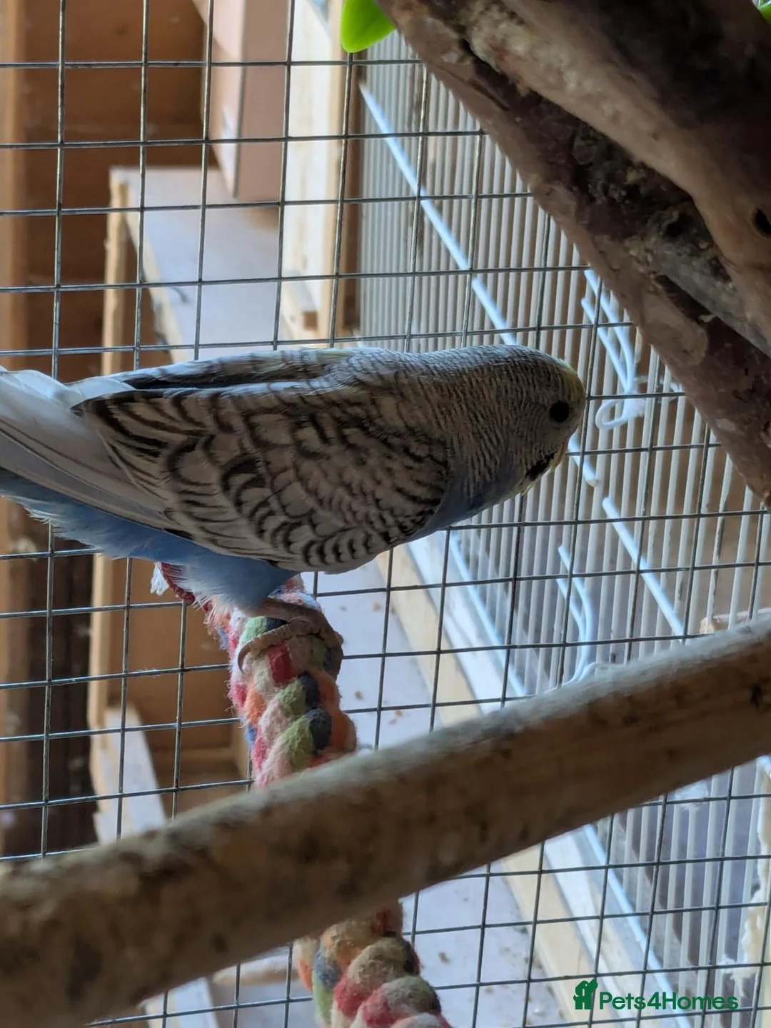 Budgerigars birds for sale: Budgies - Advert 2