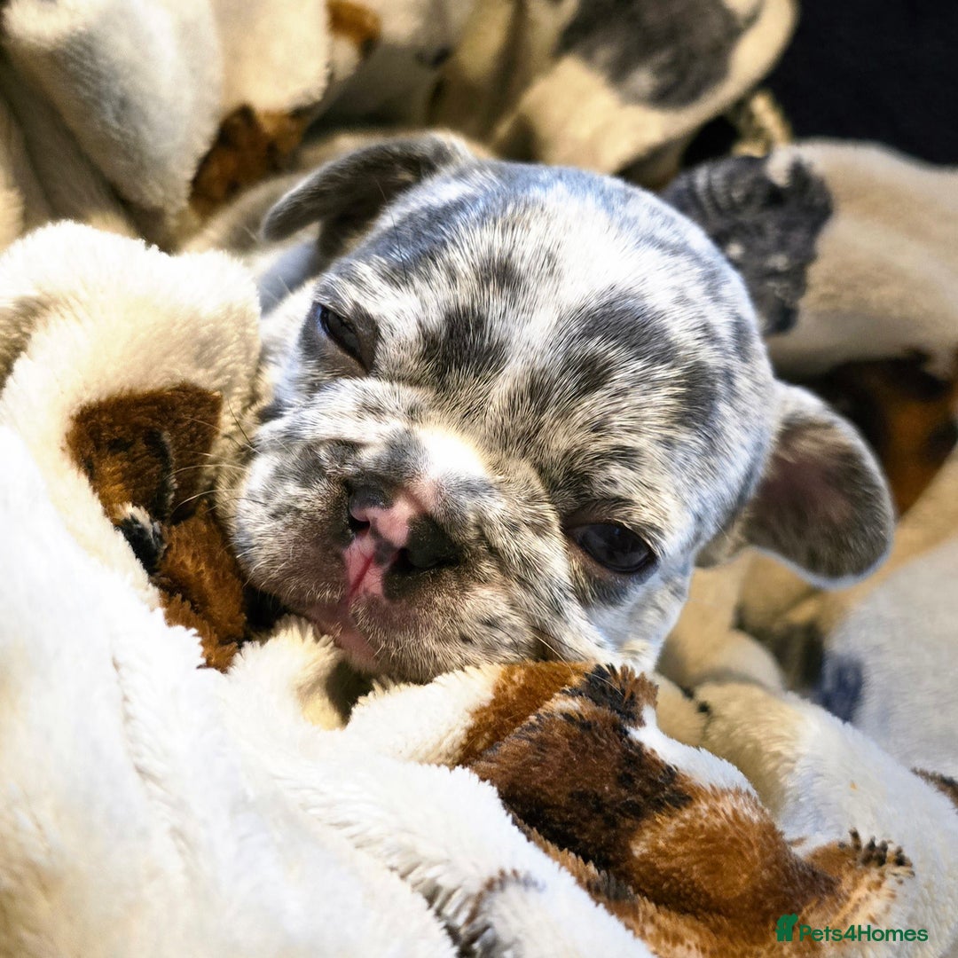 French Bulldog dogs for sale: French bulldog puppies  - Advert 5