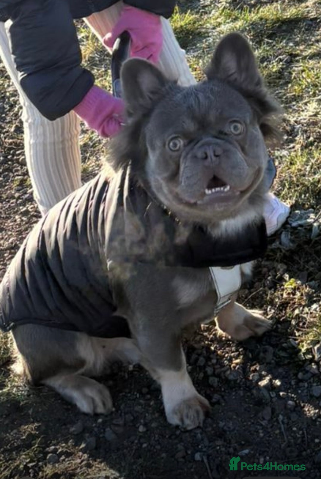 French Bulldog dogs for stud: Lilac and tan visual fluffy boy  - Advert 1
