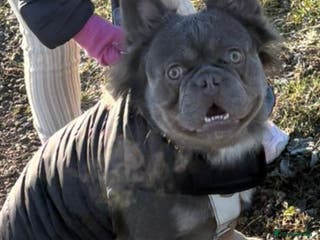 French Bulldog dogs Lilac and tan visual fluffy boy - Advert 1