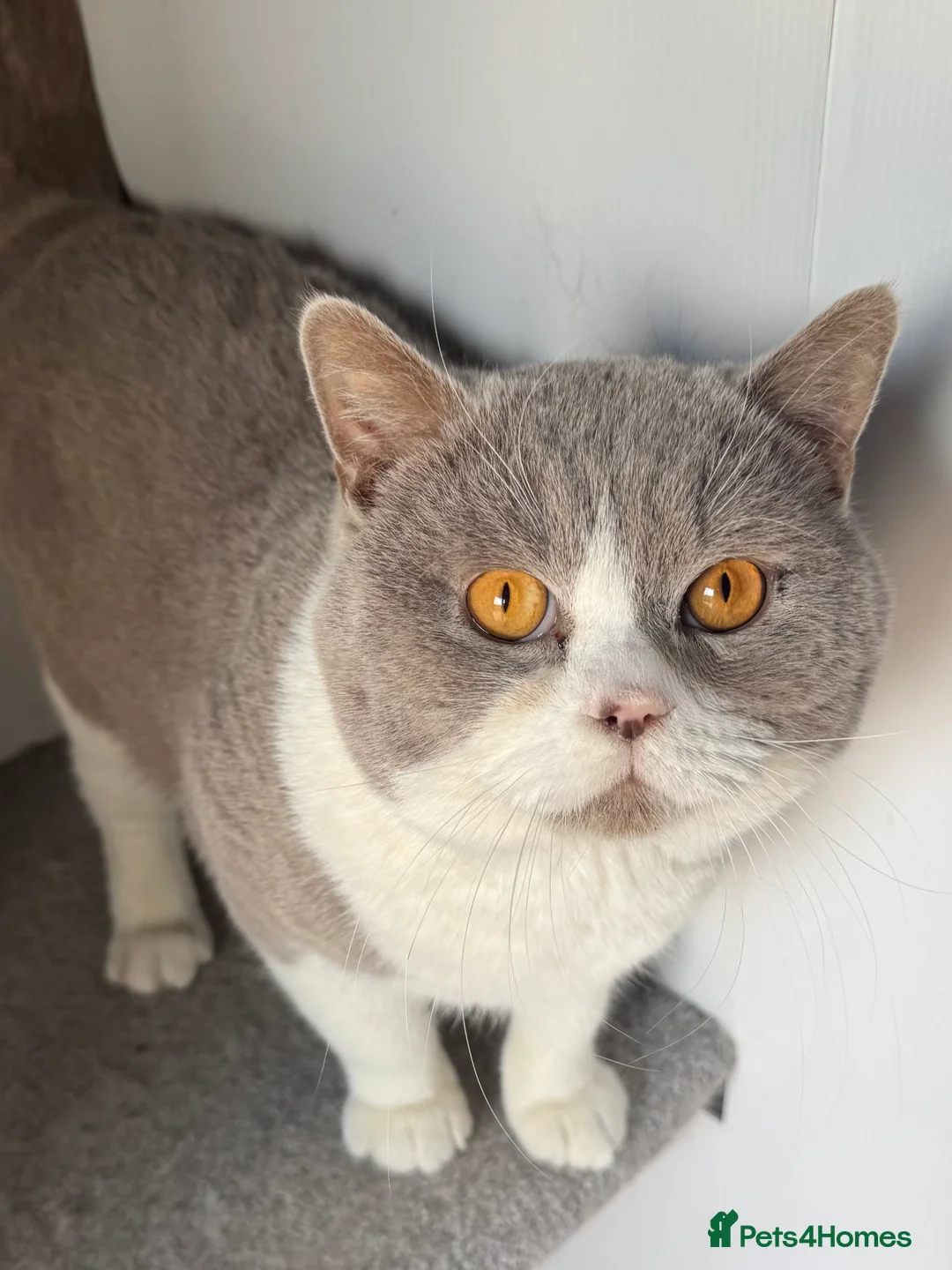 British Shorthair cats for stud: Stunning BSH lilac bi colour boy in Swansea - Advert 9