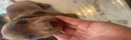 Mixed Breed dogs for sale: 8 week old dockers 4 males  - Advert 8