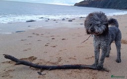 Mixed Breed dogs for sale: Gorgeous Cockapoo/Jackapoo Puppies - Image 14