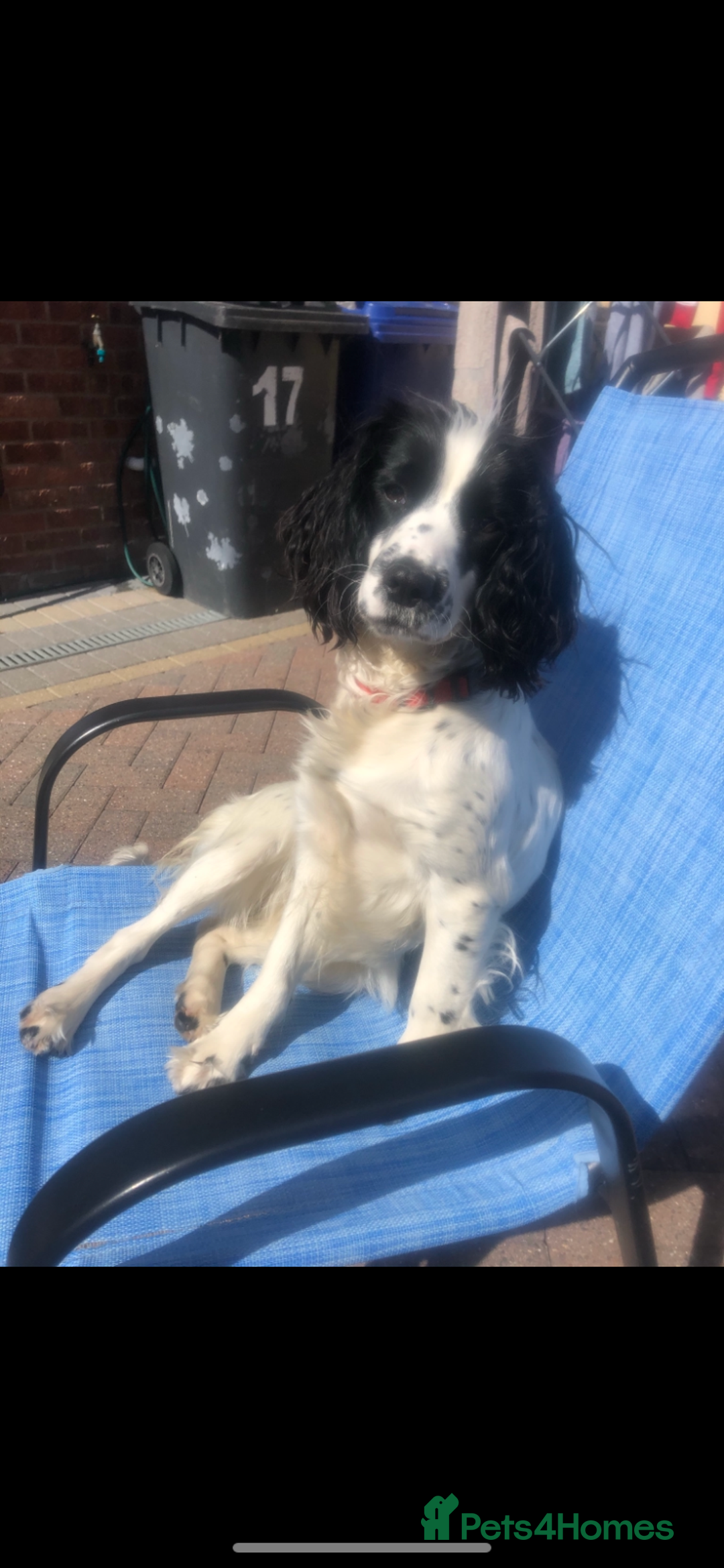 Cocker Spaniel dogs for sale: Cocker spaniel puppies - Advert 10