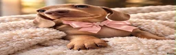 Miniature Dachshund dogs for sale:  Mini dachshunds female  - Advert 3