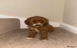 Cavapoo dogs for sale: Stunning F1b Deep Fox Red Toy cavapoos - Image 6