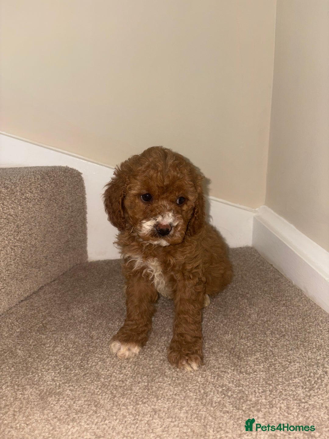 Cavapoo dogs for sale: Stunning F1b Deep Fox Red Toy cavapoos - Image 6