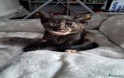 British Shorthair cats for sale: Gorgeous 8 week old kittens  - Image 6