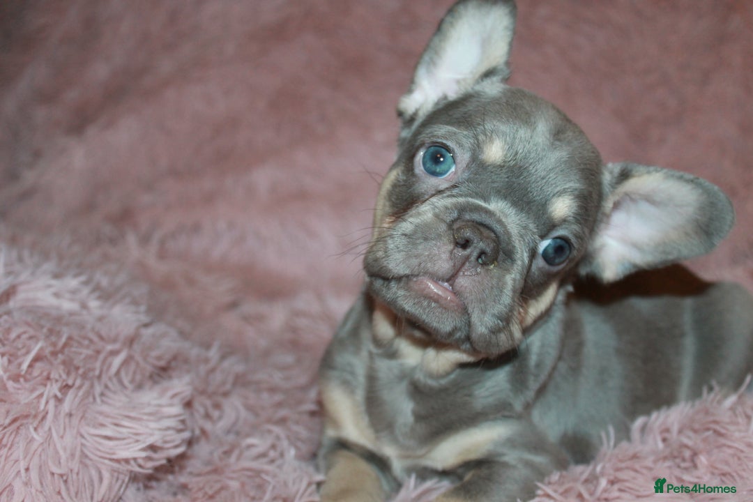 French Bulldog dogs for sale: ULTRA RARE - RAINBOW LITTER NON FLUFFY FRENCHIES - Advert 22