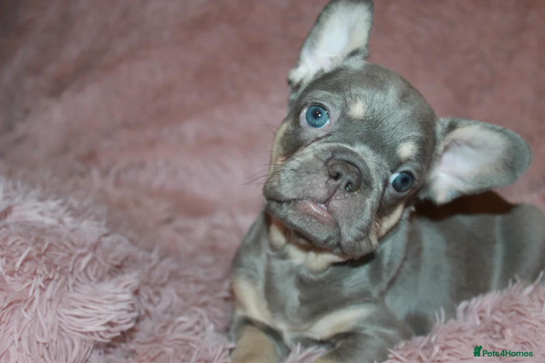 French Bulldog dogs for sale: RARE-NEW SHADE ROJO or LILAC FRENCHIES KC REG - Advert 23