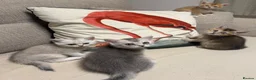 Scottish Fold cats for sale: Scottish fold and straight - Advert 4