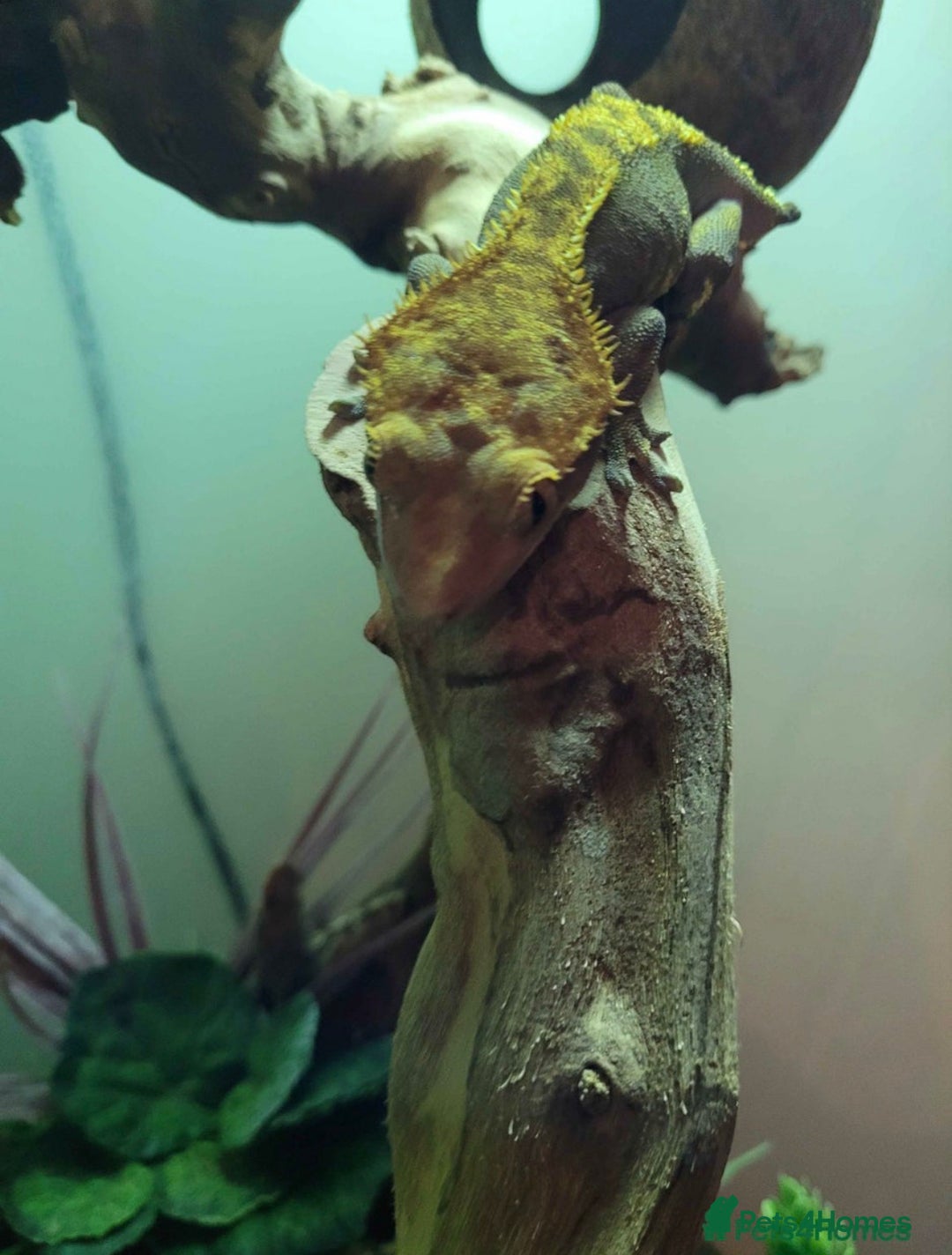 Leopard Gecko reptiles for sale: only selling the crested gecko. lg aren’t for sale - Advert 5