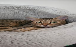 Savannah cats for sale: Beautiful Savannah F4 registered  - Image 2