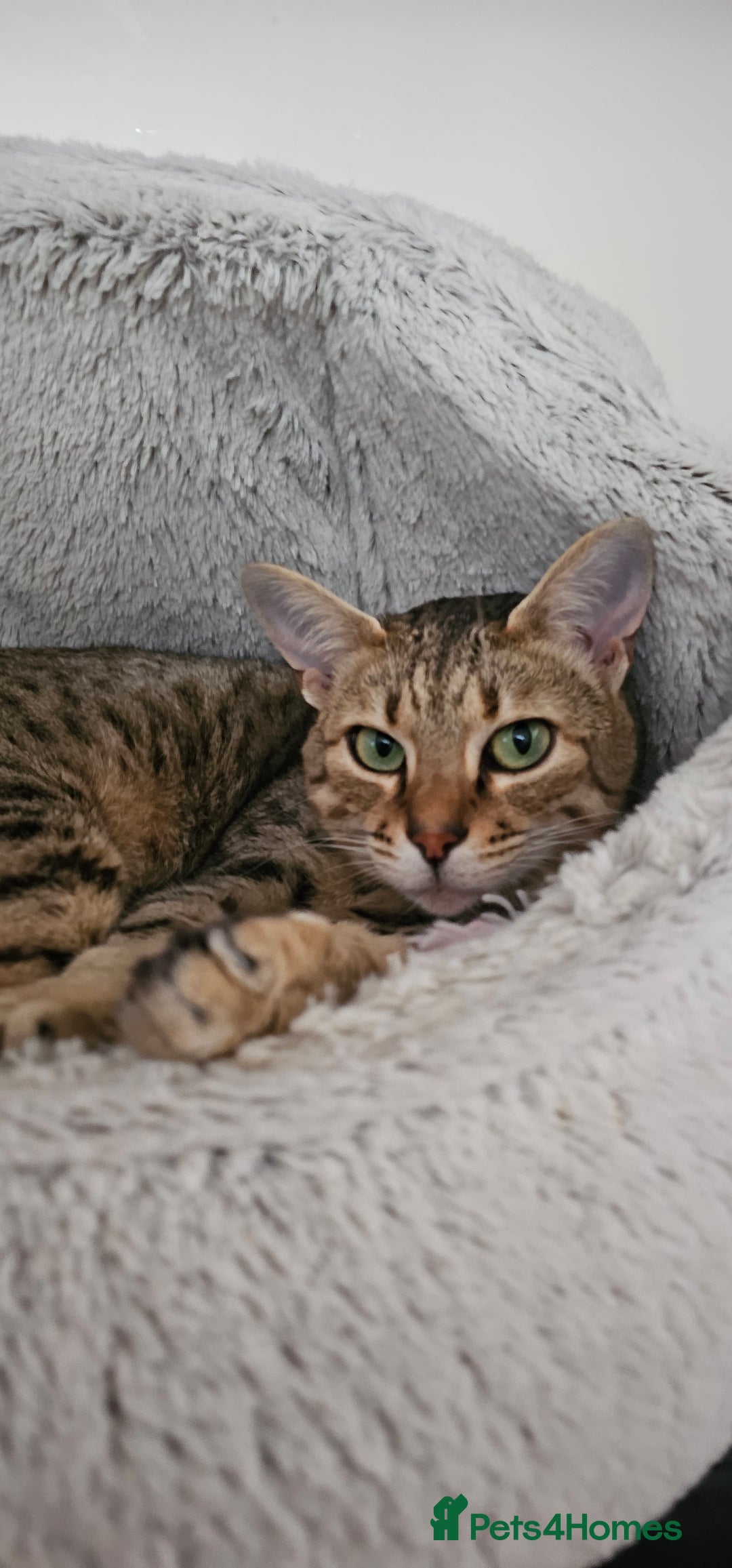 Savannah cats for sale: Beautiful Savannah F4 registered  - Image 2