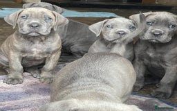 Cane Corso dogs for sale: Cane Corso puppies 9 week old 🫶❤️🫶 - Image 5