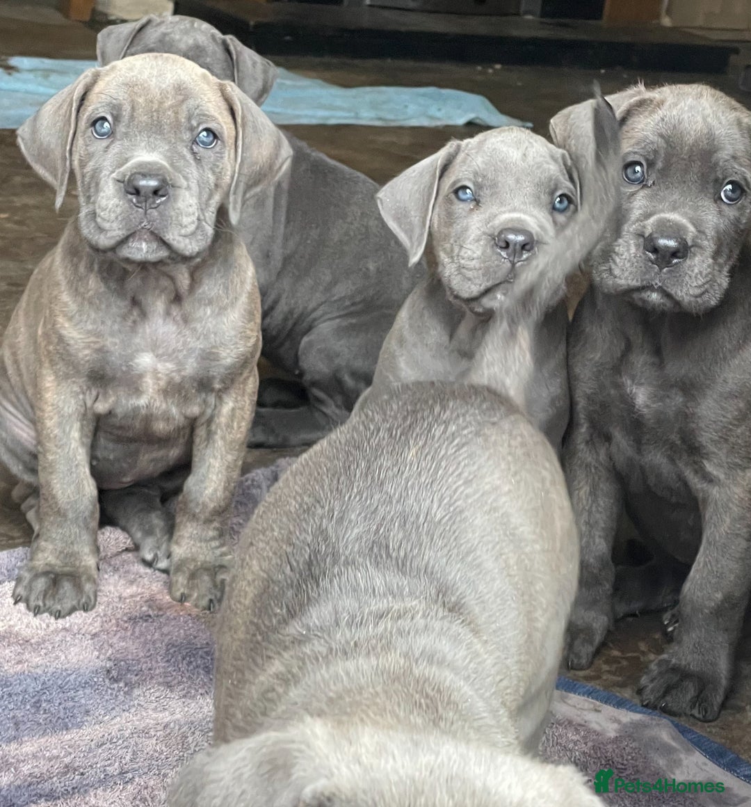 Cane Corso dogs for sale: Cane Corso puppies 9 week old 🫶❤️🫶 - Image 5
