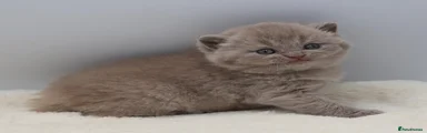 British Shorthair Kitten 9