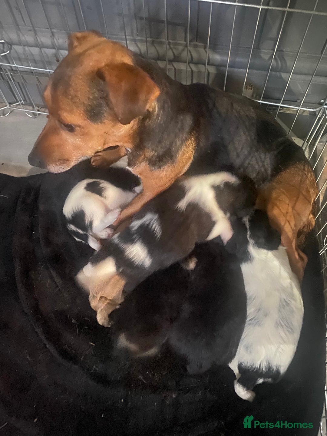 Jackapoo dogs for sale: Jackapoo puppies - Advert 17