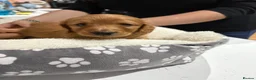 Miniature Dachshund dogs for sale: Shaded Red long hair mini Dachshund  - Advert 8