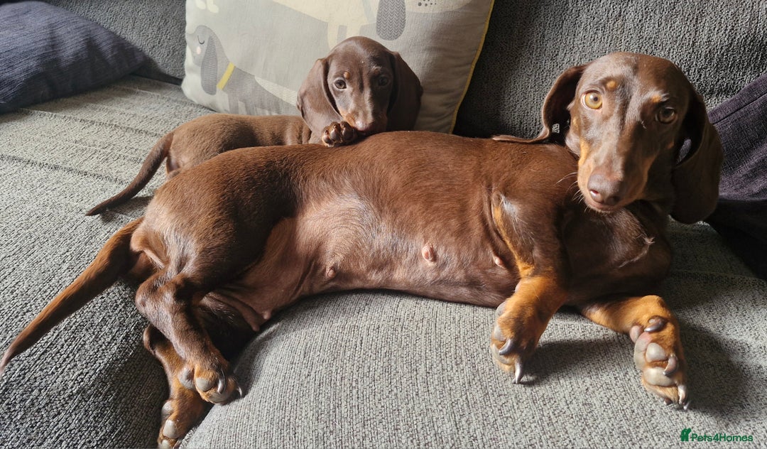 Miniature Dachshund dogs for sale: *READY TO LEAVE 2 LEFT* Miniature Dachshunds in Market Harborough - Image 5