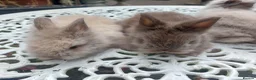 Angora rabbits for sale: PUREBRED TEDDYDWERG BABIES  - Advert 8