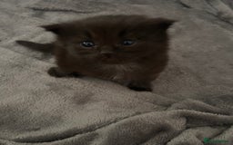 Ragdoll cats for sale: Gorgeous fluffy Ragdoll x kitten  - Image 12