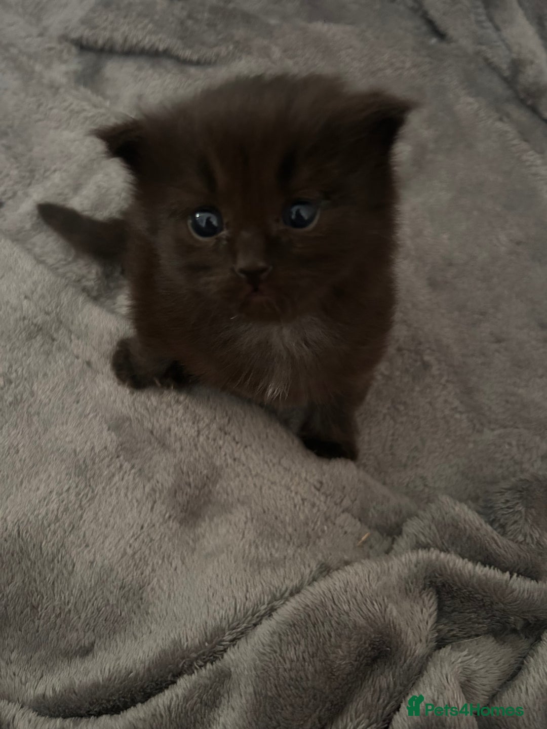 Ragdoll cats for sale: Gorgeous fluffy Ragdoll x kitten  - Image 12