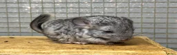 Chinchilla rodents for sale: 3 Male Chinchilla Kits - Advert 4
