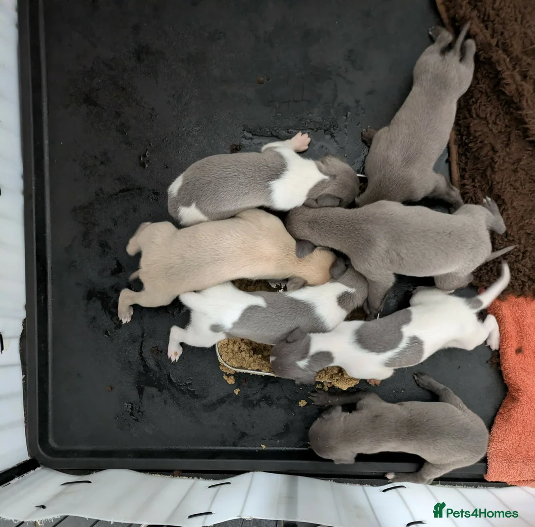 Whippet dogs for sale: Beautiful letter of pedigree whippets   - Advert 2