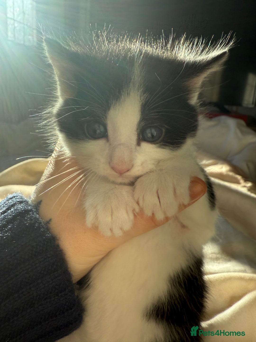 Mixed Breed cats for sale: 3 beautiful tuxedo kittens for sale  - Advert 1