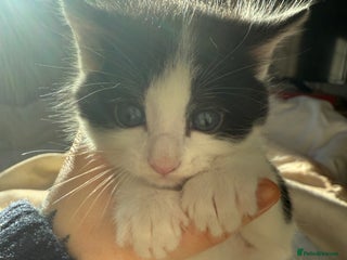 Mixed Breed cats 3 beautiful tuxedo kittens for sale - Advert 2