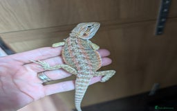 Bearded Dragon reptiles for sale: Last few female baby bearded dragons  - Image 2