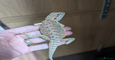 Bearded Dragon reptiles - Advert 9