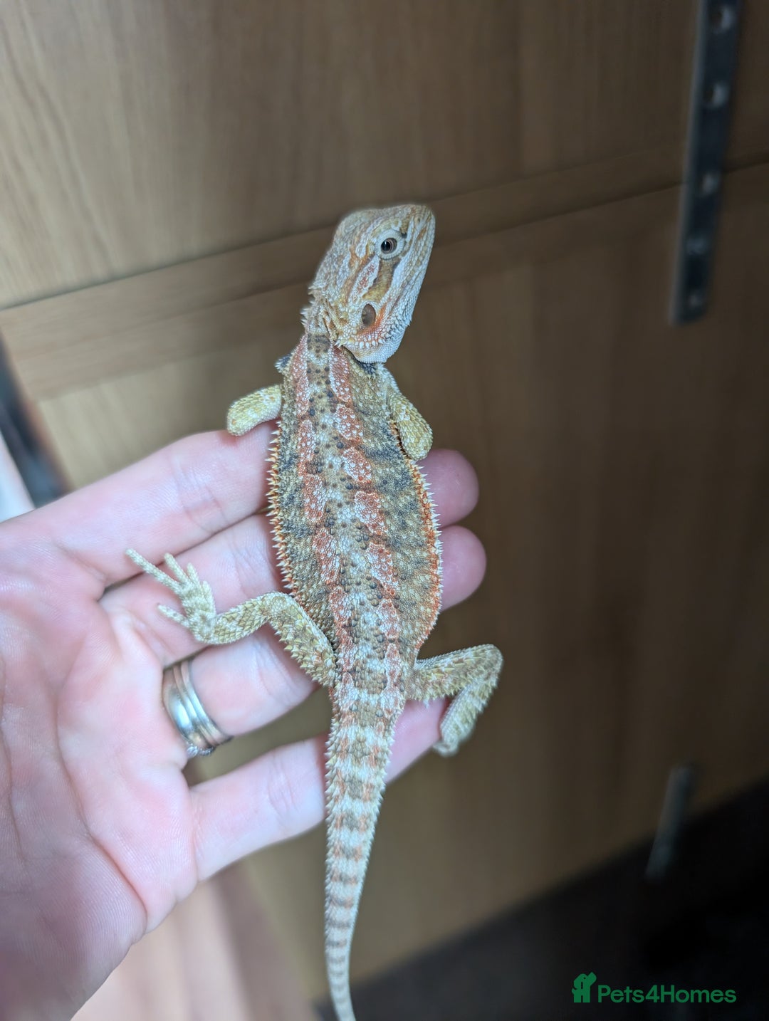 Bearded Dragon reptiles for sale: Last few female baby bearded dragons  - Image 2