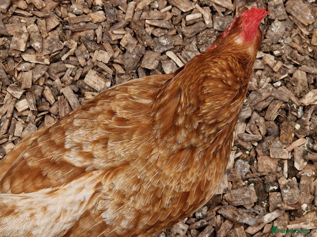 Chickens poultry for sale: Shaver brown chickens - Image 4