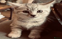 Brazilian Shorthair cats for sale: Silver tipped BSH *one girl left* - Image 13