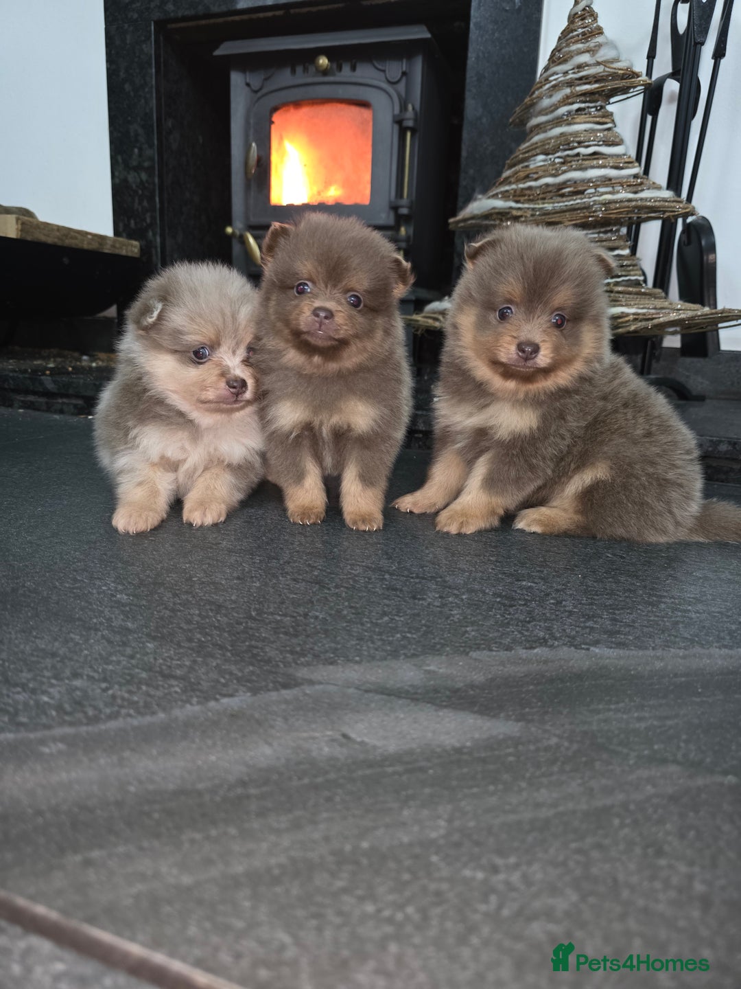 Pomeranian dogs for sale: Beautiful pomeranian puppies  - Advert 11