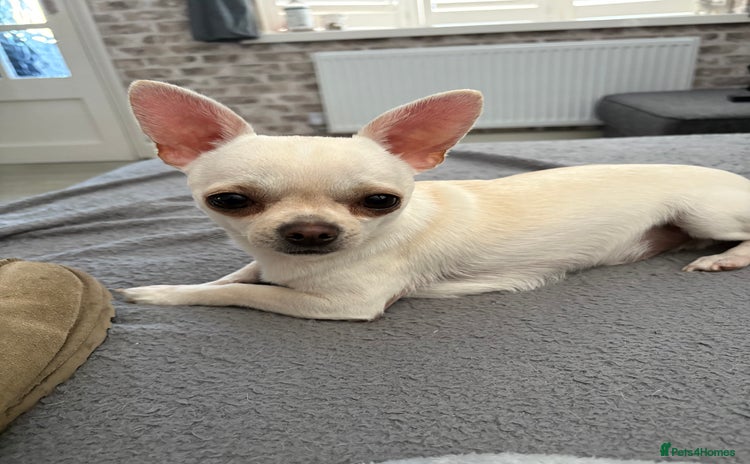 Chihuahua dogs - Advert 1
