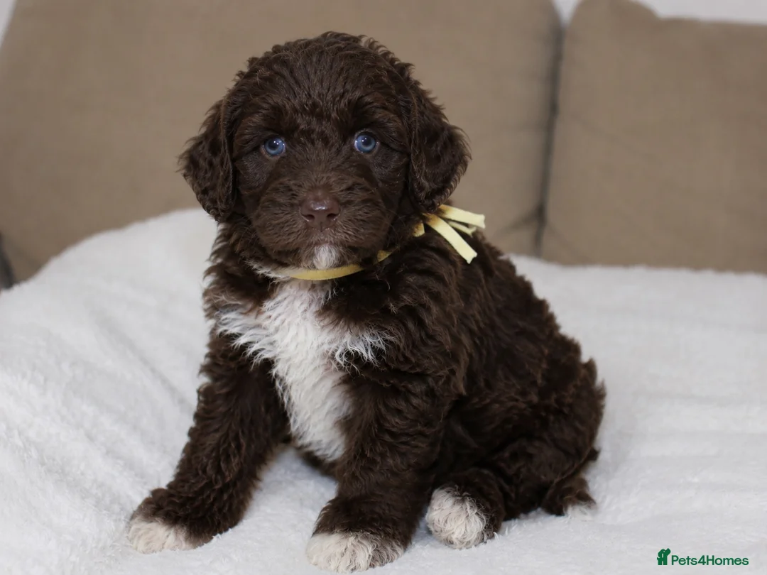 Australian Shepherd dogs for sale: Aussiedoodle puppies F1 health tested parents  - Advert 1